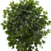 66" Artificial Ficus Tree In Pot Black - Nearly Natural 1 66" Artificial Ficus Tree In Pot Black - Nearly Natural -Decor Vista GUEST 07d1dce7 121b 41af 82c4 bae05d1967c1