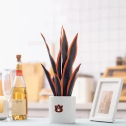 Forever Leaf Auburn Faux Snake Plant, Indoor Artificial Plant For Home Decor -Decor Vista GUEST 0e4873ef 93a9 42e7 845d a562cf9c84ca