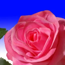 National Tree Company 72" Rose And Hydrangea Garland -Decor Vista GUEST 23281c79 9754 4c0d 952e cc2796c14c79