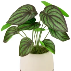 Northlight 10.25" Artificial Peperomia Plant In Two-Tone Ceramic Pot -Decor Vista GUEST 247ab378 491f 4bdc 94d9 eaa7465167c3