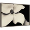 23" X 16" Dogwood Flower By Gary Horsfall Framed Canvas Wall Art - Amanti Art -Decor Vista GUEST 38258da6 1319 4d7d 8b84 7cc4525ba5e8