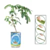 Collections Etc Touchy Mutchy Plant Planter Can Growing Kit 2.5 X 2.5 X 3.75 -Decor Vista GUEST 597cbec6 e0d9 496e 9b70 bc5801d22e25