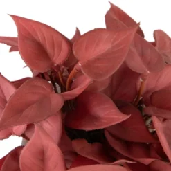 Northlight Real Touch™ Brick Red Artificial Peperomia Plant In Square Lattice Designed Pot - 7 " -Decor Vista GUEST 70def9b5 7523 4339 9c8e 8910be785f4f