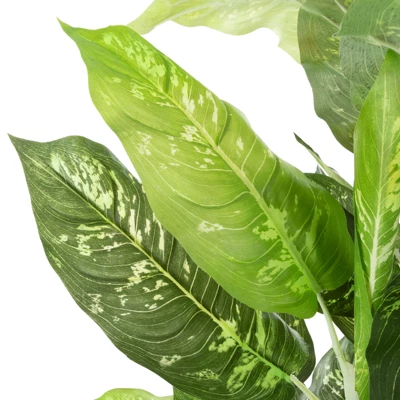Artificial Dieffenbachia Floor Plant - 40-Inch Potted Faux Greenery For Home Or Office Decoration Natural Looking Polyester Leaves By Pure Garden 4 Artificial Dieffenbachia Floor Plant - 40-Inch Potted Faux Greenery For Home Or Office Decoration Natural Looking Polyester Leaves By Pure Garden - Image 2