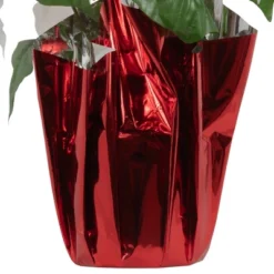 Northlight 14.5" White Artificial Christmas Poinsettia With Red Wrapped Base -Decor Vista GUEST 92ac672c 696d 4013 8c71 de671af28eab