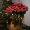 Northlight 28" Dark Pink Artificial Christmas Poinsettia With Gold Wrapped Base 1 Northlight 28" Dark Pink Artificial Christmas Poinsettia With Gold Wrapped Base -Decor Vista GUEST 92edeb36 945e 4f26 9900 20c26df24a8c