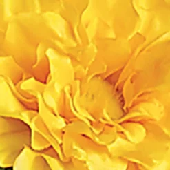 Collections Etc Artificial Multicolor Zinnia Bushes Stakes - Set Of 3 -Decor Vista GUEST 93d2f473 a43e 4926 a284 42344410259d