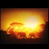 Northlight Safari Sunset LED Back Lit Decorative Elephant Canvas Wall Art 11.75” X 15.75” -Decor Vista GUEST c1ba938b d3d0 4973 ad28 a390869b3861