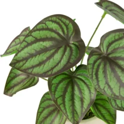 Northlight 10.25" Artificial Peperomia Plant In Two-Tone Ceramic Pot -Decor Vista GUEST c2672db8 86e5 4fc6 9ac4 75c6abe68940