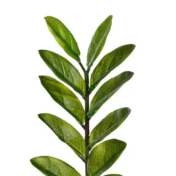 28" Artificial Zamifolia Bush With Pot - Vickerman -Decor Vista GUEST cb10619c 8226 465d ac57 5ed4beedf94e