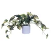 Vickerman 16" Artificial Green Variegated Leaves In Pot. -Decor Vista GUEST d59cfa33 bcac 4065 ae81 7f506b48408a
