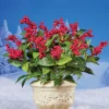 Collections Etc Artificial Red Berry Bushes - Set Of 3 Bushes 10 X 10 X 17 2 Collections Etc Artificial Red Berry Bushes - Set Of 3 Bushes 10 X 10 X 17 -Decor Vista GUEST ecdafc77 3002 4f8f 9d7c 763218310e2e