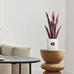 Forever Leaf Auburn Faux Snake Plant, Indoor Artificial Plant For Home Decor -Decor Vista GUEST f08080d8 4f86 4c84 a15b 73d9c7f5aa23