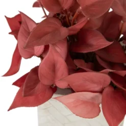 Northlight Real Touch™ Brick Red Artificial Peperomia Plant In Square Lattice Designed Pot - 7 " -Decor Vista GUEST f8be36eb 260a 4740 a2df be126ce6c18d