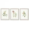 Botanical Illustrations By Asia Jensen - 3 Piece Gallery Framed Print Art Set -Decor Vista GUEST fd6a3a02 5f21 4df7 b941 3dd9753f52f2