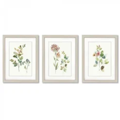 Botanical Illustrations By Asia Jensen - 3 Piece Gallery Framed Print Art Set